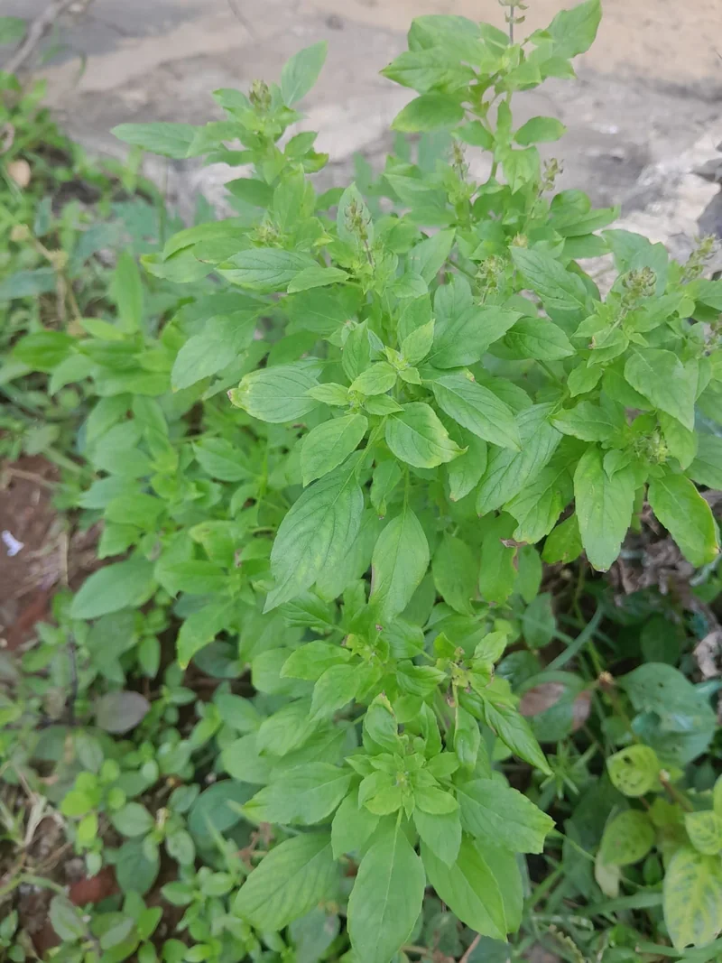 शहडोल के जंगलों में पाई जाने वाली वन तुलसी की बढ़ी मांग, ग्रामीणों के लिए आय का नया अवसर