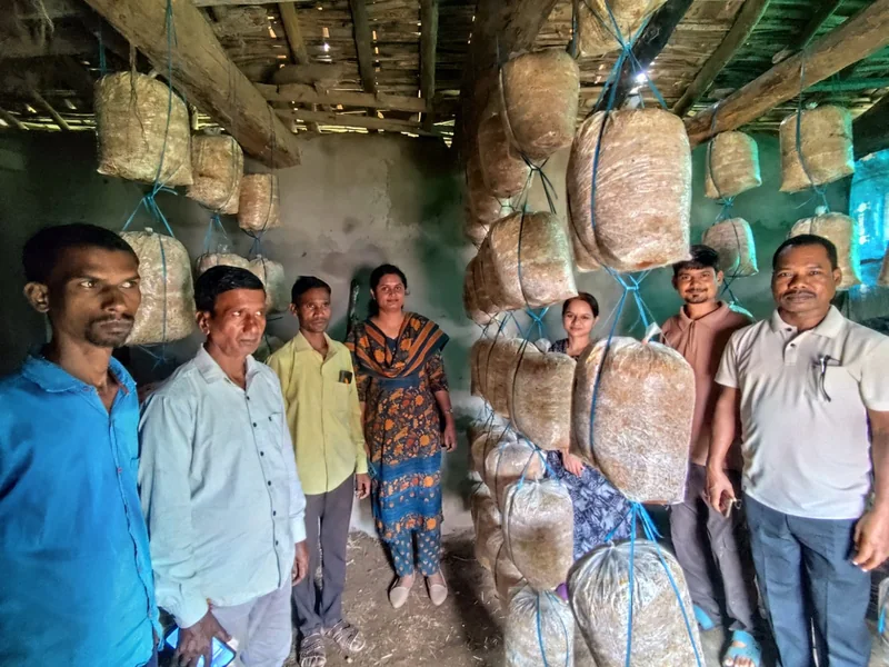 नरेनीमाल में मशरूम उत्पादन से किसानों को मिल रही अतिरिक्त आय